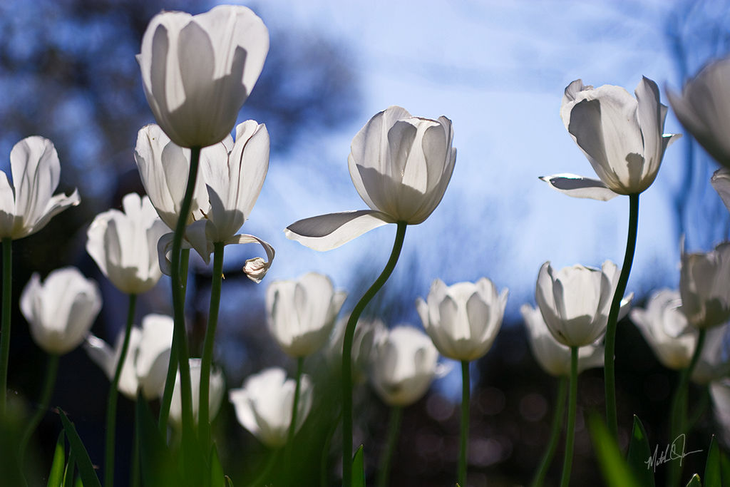 White Tulips