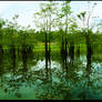 THE TREE OF LAKE