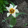 Tulip