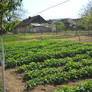 The Garden