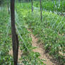 The garden that you planted