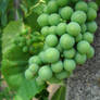 Baby Grapes