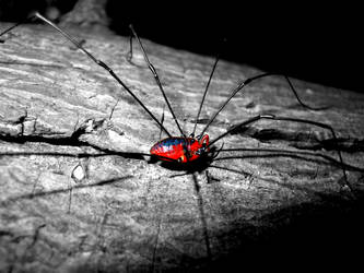 Harvestman