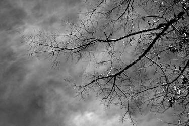 Tree on Clouds