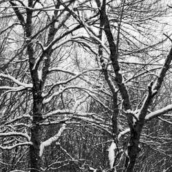 Snowy Trees