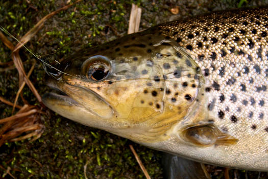 Brown Trout