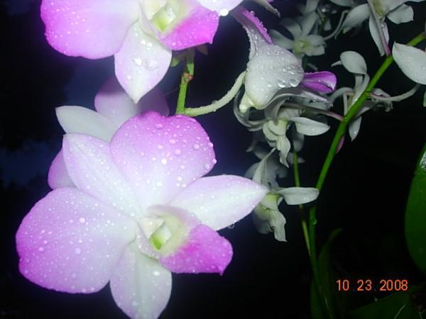 Orchids all-over