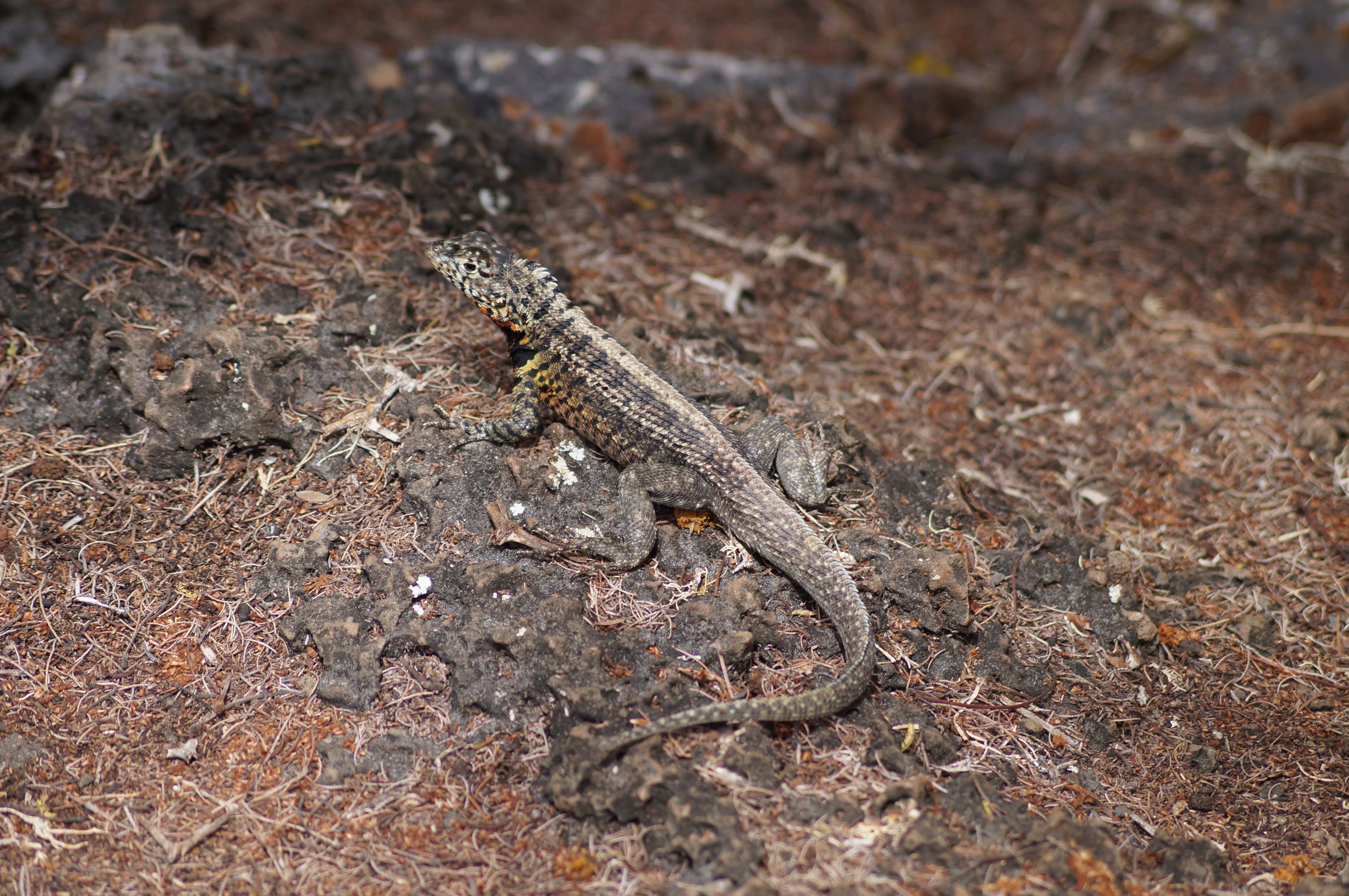 lava lizard