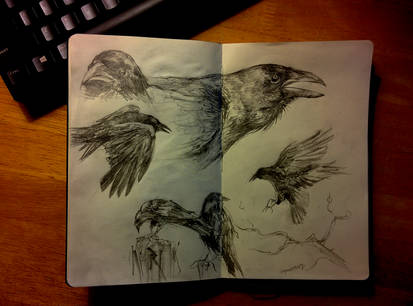 Ravens