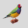 Gouldian Finch