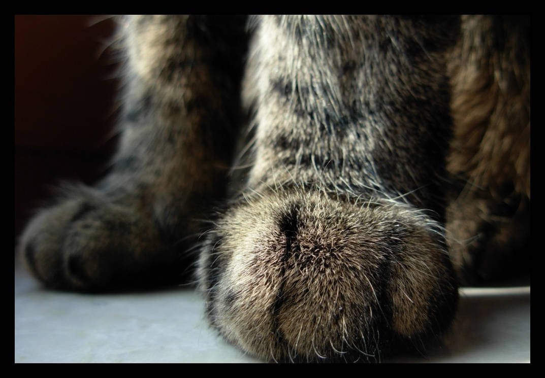 Лапки запись. Лапка кота. Кошачья лапа. Кот на задних лапах. Ножки котика.