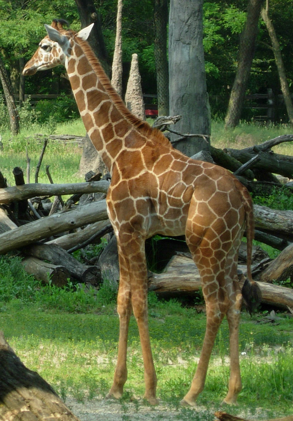 721 - giraffe