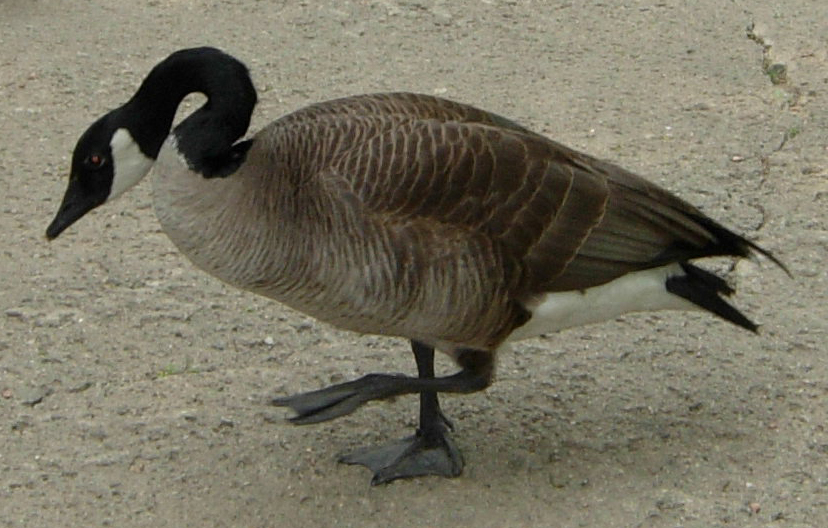 722 - goose