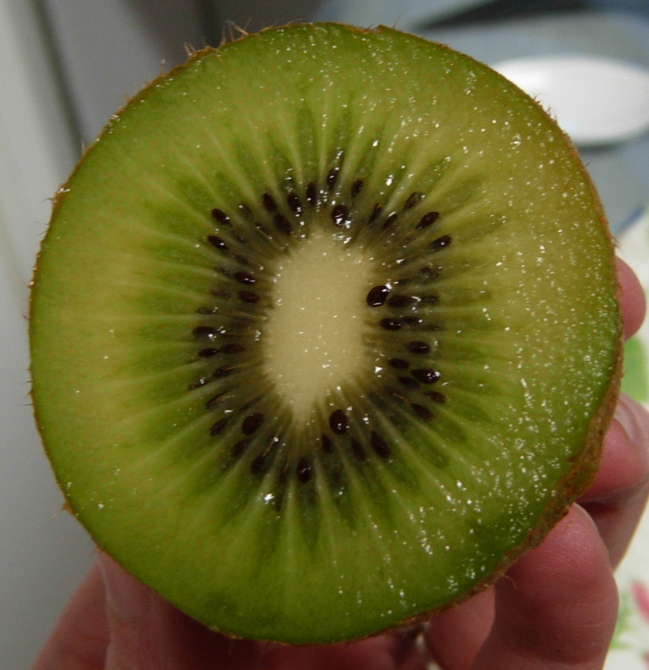 749 - kiwi