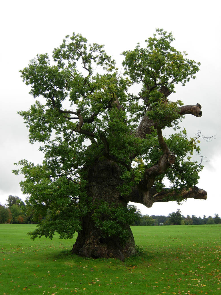 262 - tree by WolfC-Stock