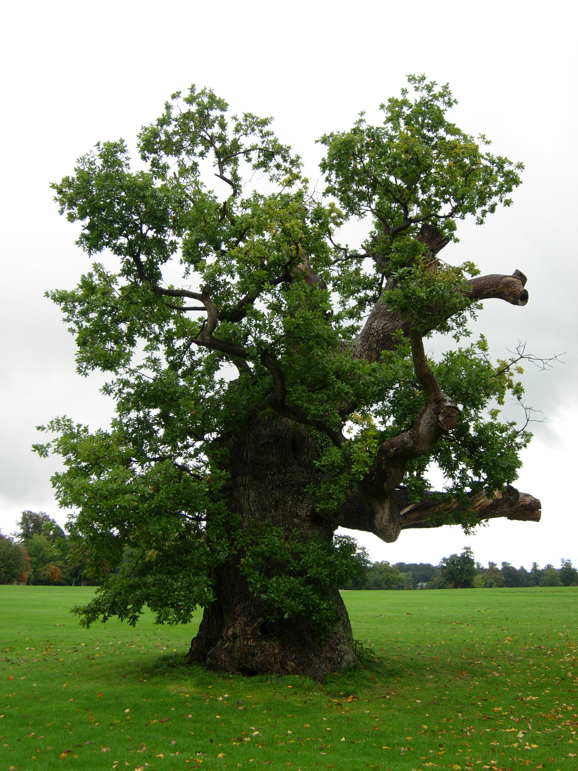 262 - tree