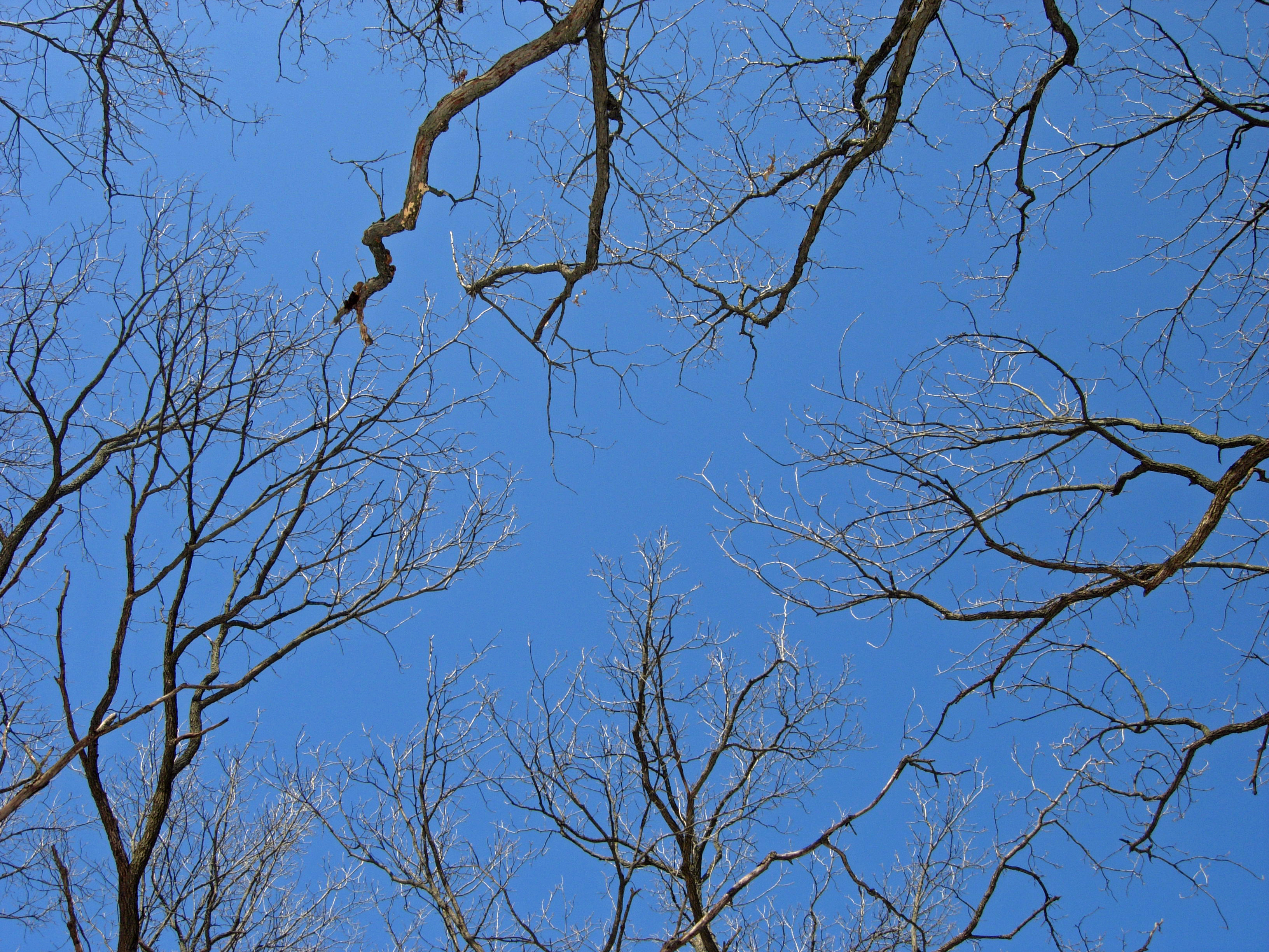 633 - branches