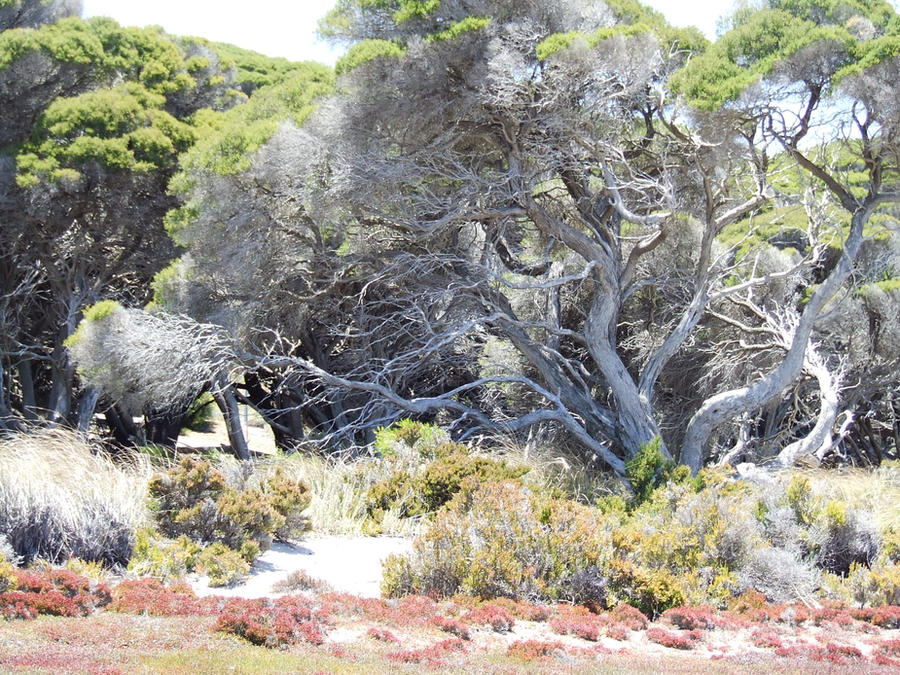 Polygons Rottnest Rottnest Landscape by Imsarahx on DeviantArt
