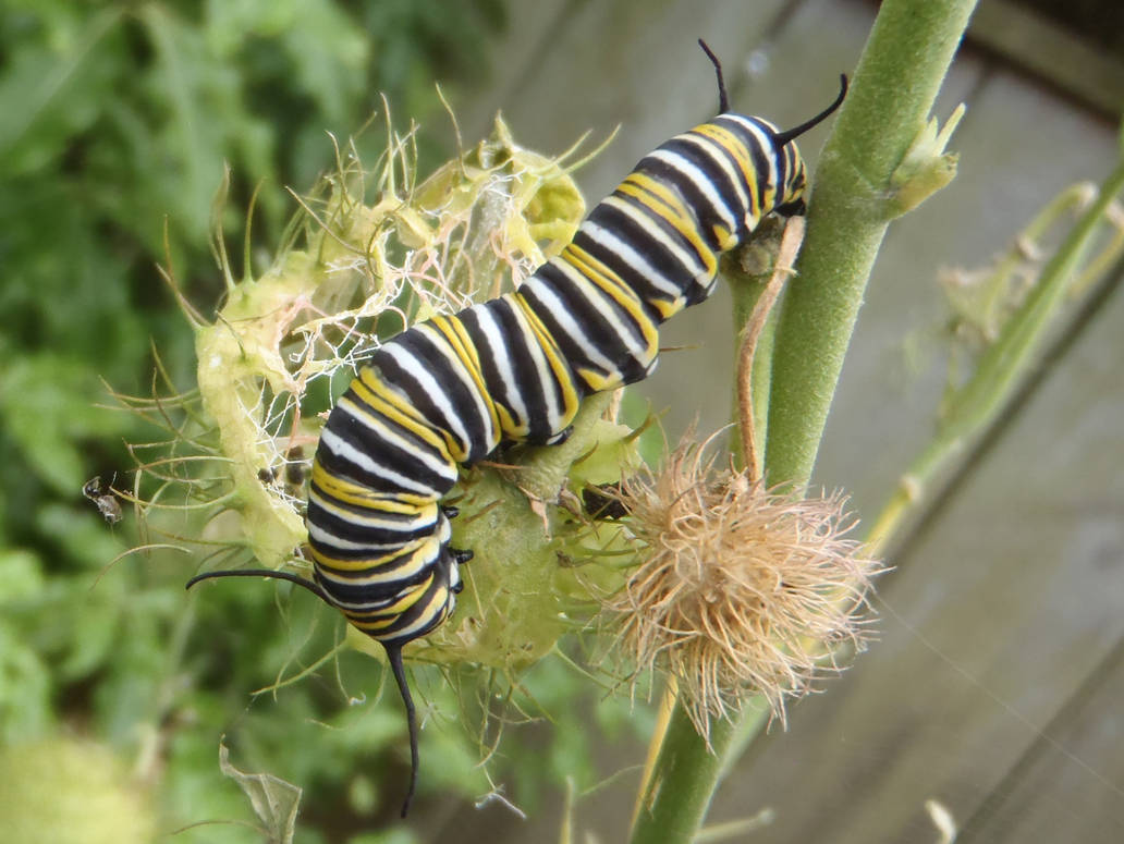 Hungry caterpillar