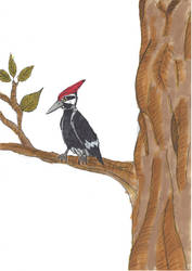 The woodpecker