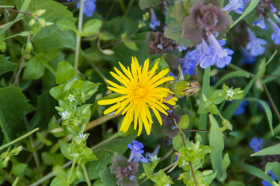 Yellow Flower