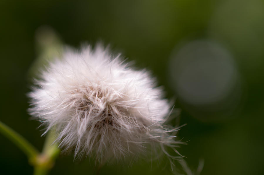 One fuzzy flower thing