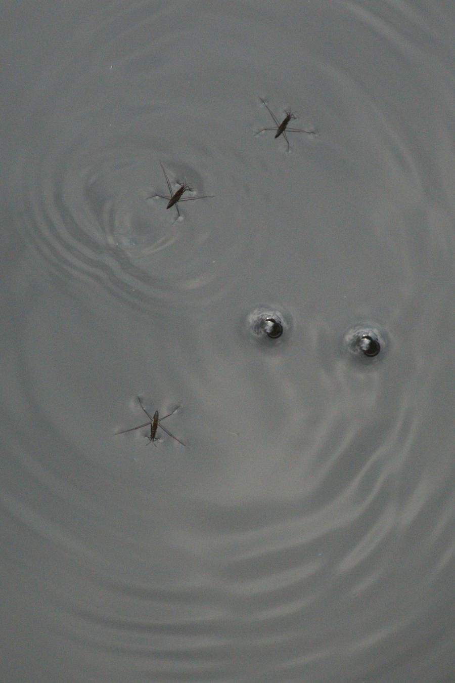 Bugs on water