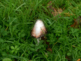 Mushroom