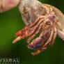 Hermit Crab.