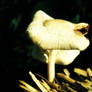 mushroom