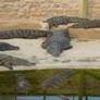 Crockodile park 2, Djerba 2007
