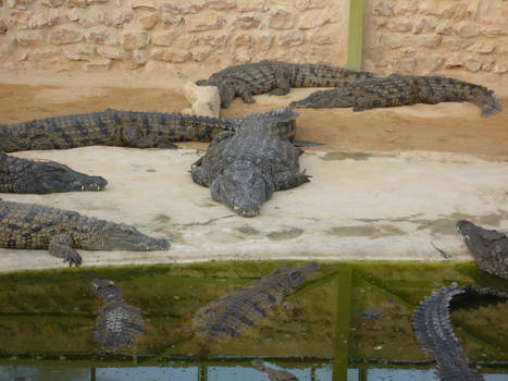 Crockodile park 2, Djerba 2007