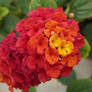 Flowers, Djerba 2007
