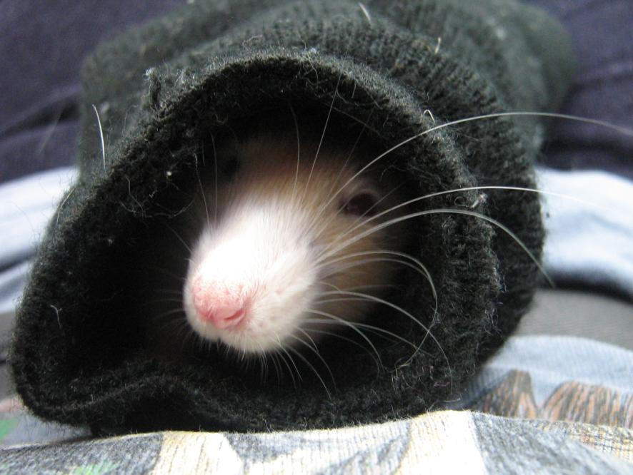 Sock Rat by Shnook on DeviantArt