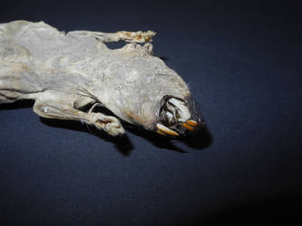 Mummified Rat #1 - 'Anguish'