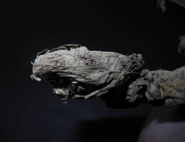Mummified Rat #2 - 'The Curse'