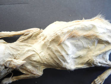 Mummified Rat #1 - 'Starve'