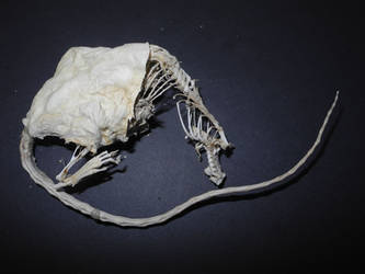 Mummified Rat #3 - 'Dragon'