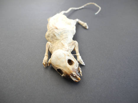 Mummified Rat #1 - 'Collapse'