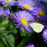 Violet and white in harmony