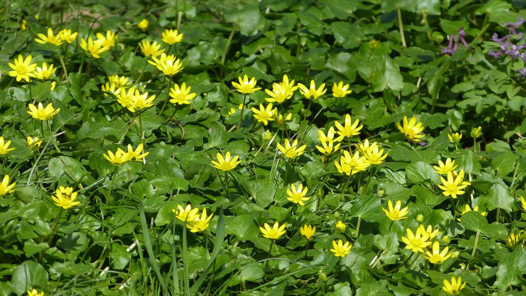 Spring Is Everywhere by lilianadesign on DeviantArt