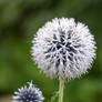 Echinops