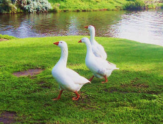 Strutting Geese