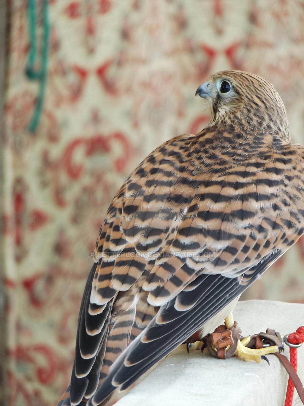 Merlin II by Fetterlock on DeviantArt