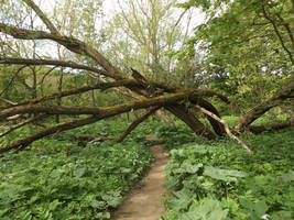 Stock: Nature's Archway