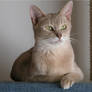 Lovey, my lilac abyssinian cat