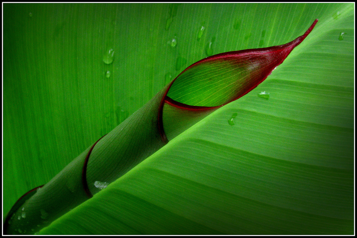 green leaf