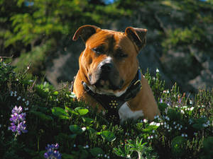 Boomer in the wildflowers