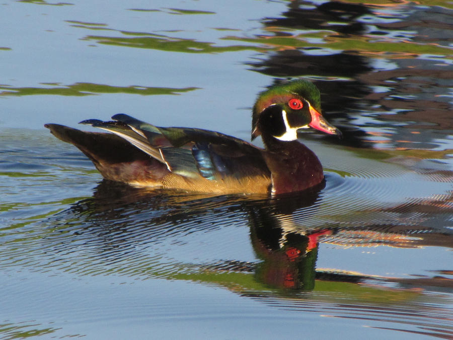 Wood duck 1