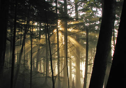 Rays in the big woods